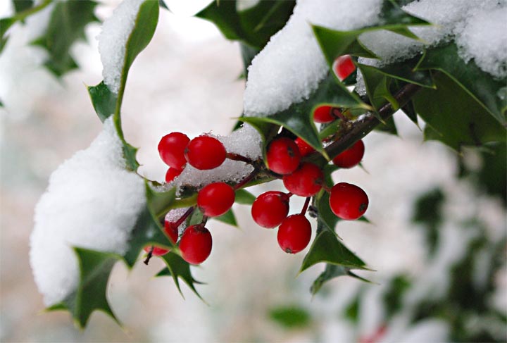 holly berries