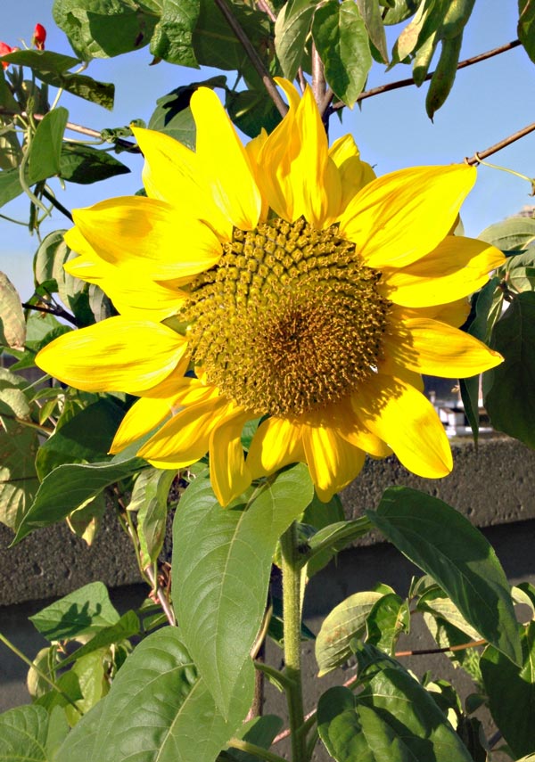 sunflower