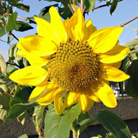 sunflower
